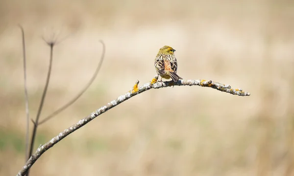 Pájaro amarillo en un árbol — Foto de Stock