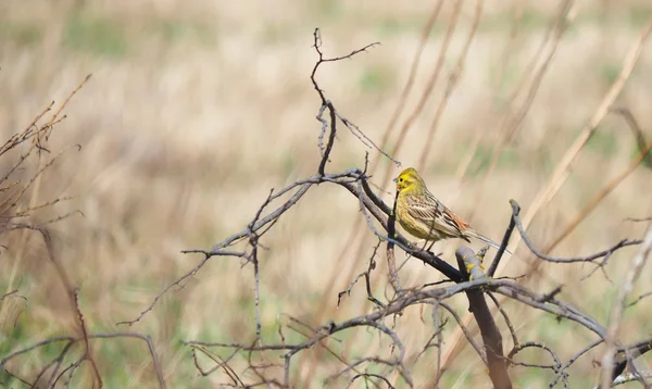 Yellow bunting bird on a tree — Stock Photo, Image