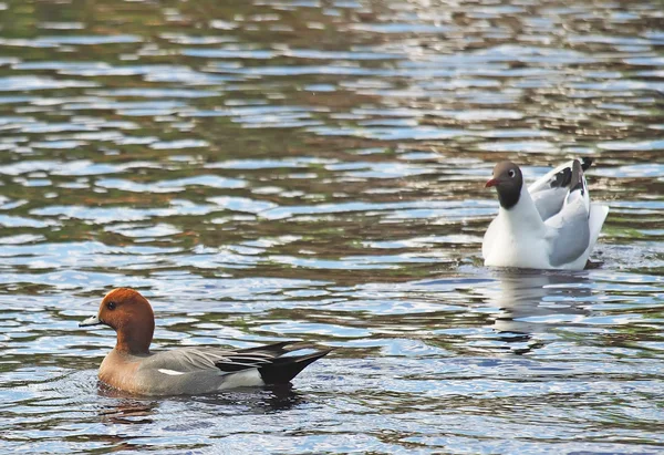 Wigeon kachny (Anas penelope) na řece — Stock fotografie