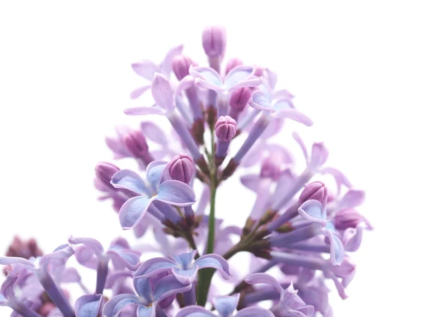 Lilas sur fond blanc — Photo