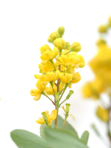Berberitze Blumen auf weißem Hintergrund — Stockfoto