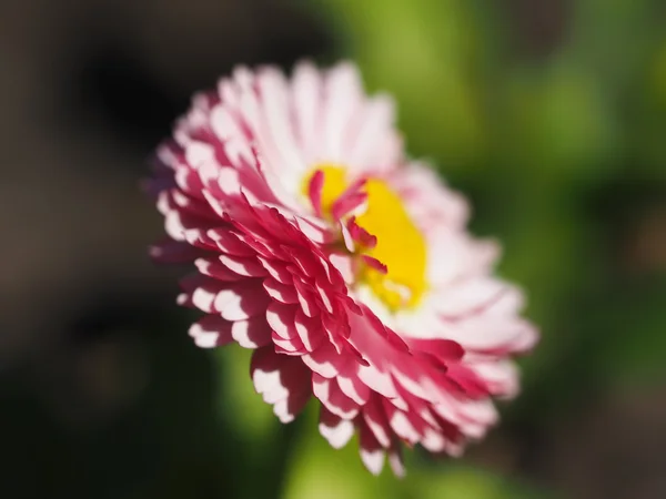 Pink daisy i blomsterrabatten — Stockfoto