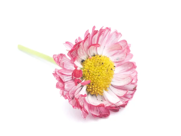 Daisy on a white background — Stock Photo, Image