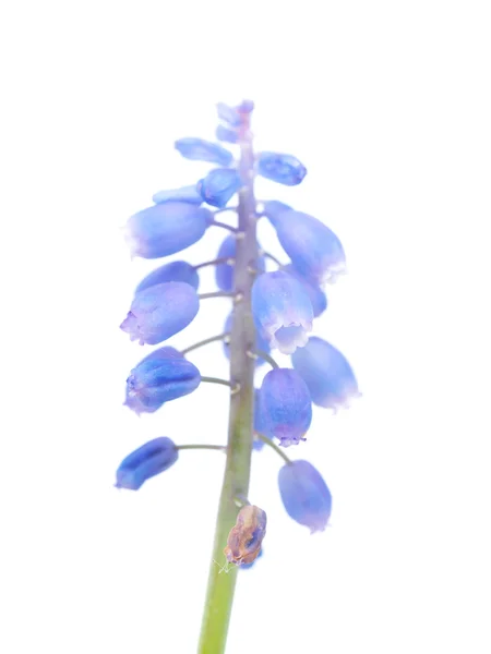 Murine hyacinth on a white background — Stock Photo, Image