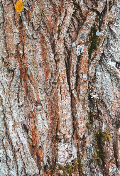 苔藓上的杨树树皮。背景 — 图库照片