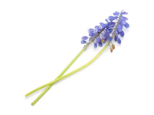 Murine hyacinth on a white background — Stock Photo, Image