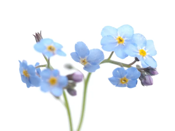 Vergissmeinnicht Blumen auf weißem Hintergrund — Stockfoto