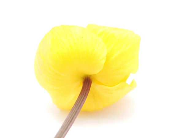 Globe flowers on a white background — Stock Photo, Image