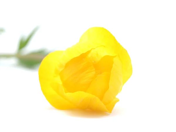 Globe flowers on a white background — Stock Photo, Image