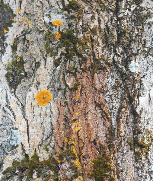 Lichen on the bark of a poplar. background — Stock Photo, Image