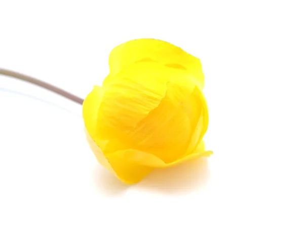 Globe flowers on a white background — Stock Photo, Image