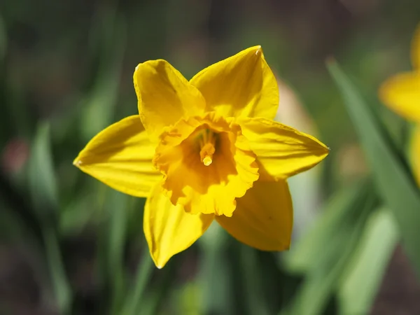 Narzissen blühen im Blumenbeet — Stockfoto