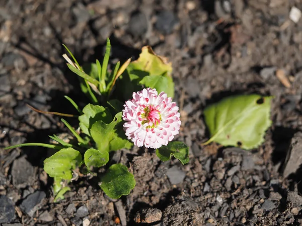 Pink daisy in the flowerbed — Stock Photo, Image