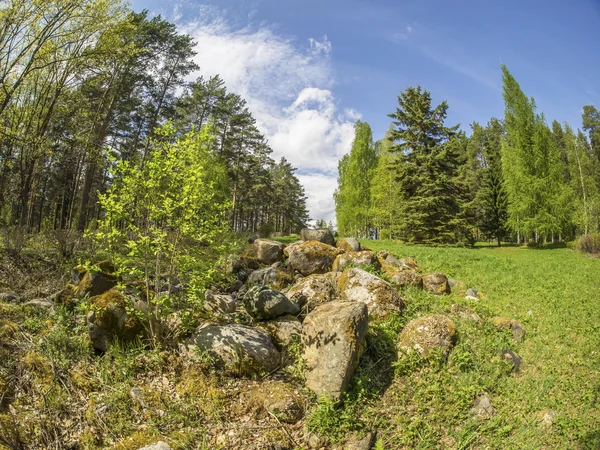 Ridge stenen in een park in het voorjaar — Stockfoto