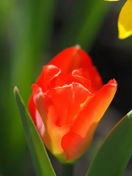 Röd tulpan på blomsterrabatten — Stockfoto