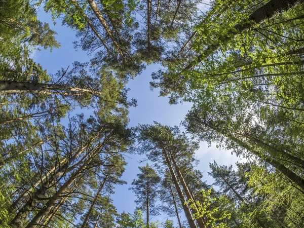 Árvores de baixo para cima — Fotografia de Stock