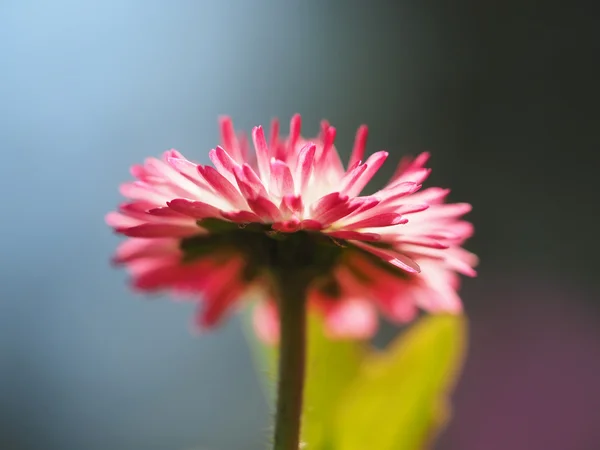 Pink daisy in the flowerbed — Stock Photo, Image