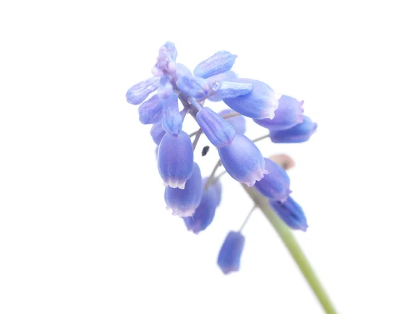 Myším hyacinth na bílém pozadí — Stock fotografie