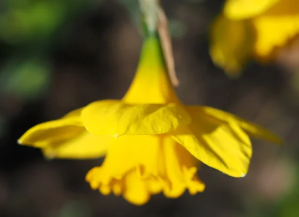 Flores de narcisos en el parterre — Foto de Stock