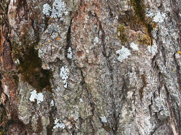 Liquen en la corteza de un álamo. antecedentes —  Fotos de Stock