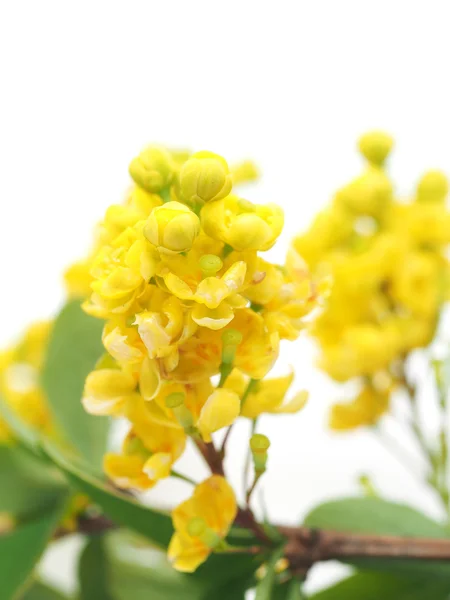 Berberisfamilie bloemen op een witte achtergrond — Stockfoto