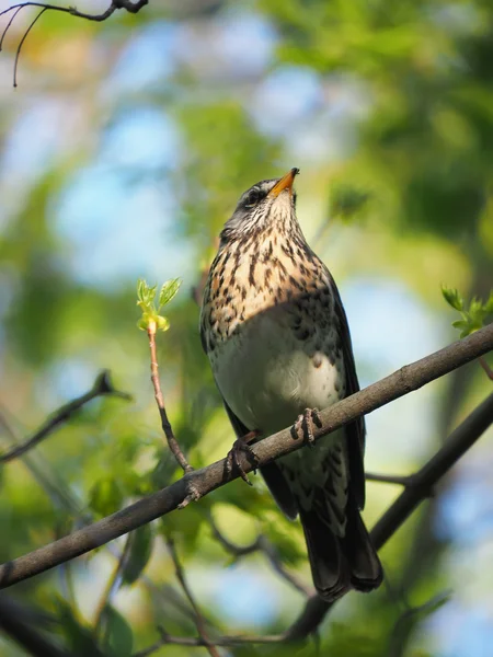 Thrush Fieldfare on a tree in the forest — Stock Photo, Image