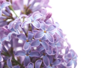 Beyaz bir arka plan üzerinde leylak