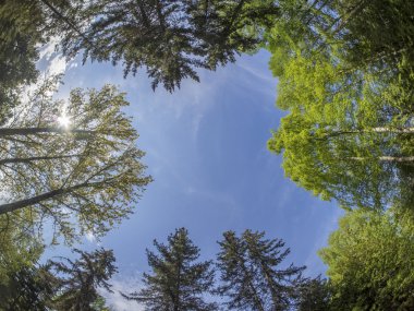 ağaçlar aşağıdan yukarıya