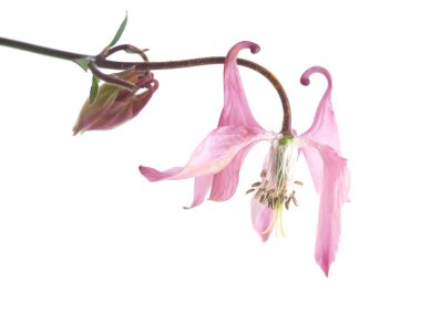 çiçek Aquilegia Kaptaj beyaz bir arka plan üzerinde