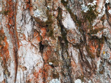bir kavak kabuğu üzerinde liken. arka plan
