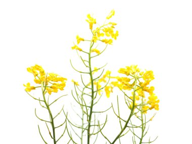 yabani turp çiçek beyaz bir arka plan üzerinde