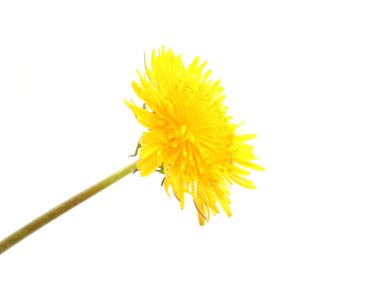 Beyaz arkaplanda sarı karahindiba