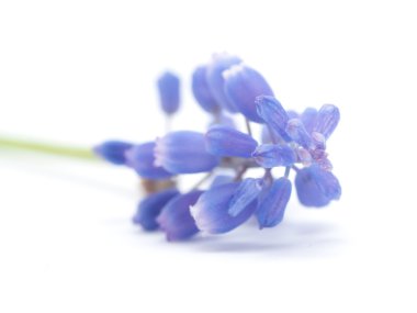 Beyaz bir arka plan üzerinde fare sümbül