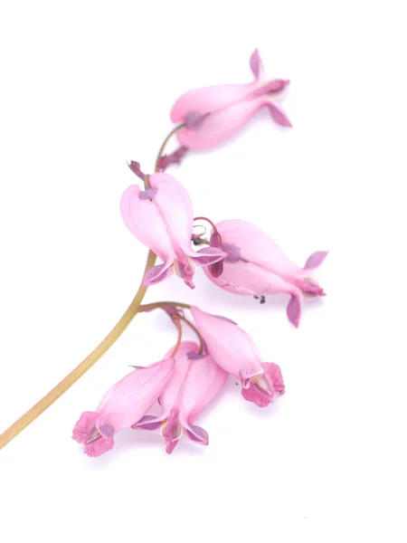 Dicentra virág, fehér alapon — Stock Fotó