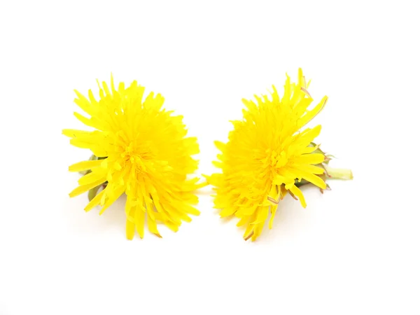 Yellow dandelion on a white background — Stock Photo, Image