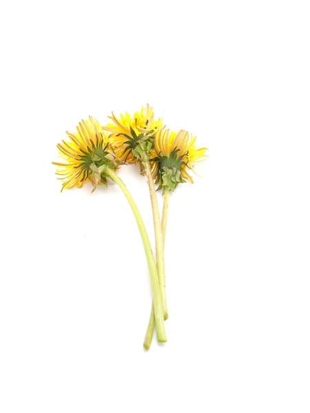 Yellow dandelion on a white background — Stock Photo, Image