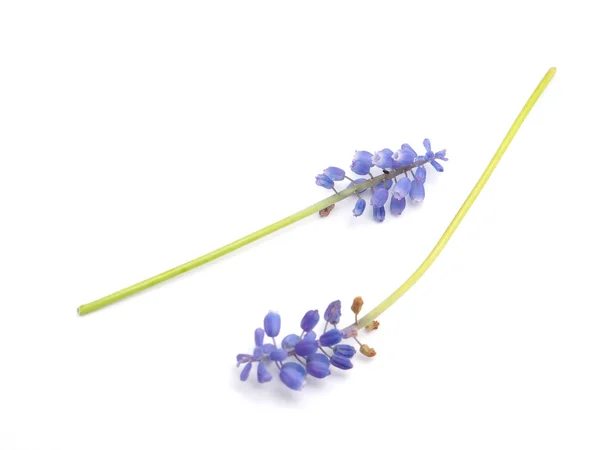 Murine hyacinth on a white background — Stock Photo, Image