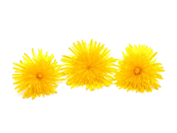 Yellow dandelion on a white background — Stock Photo, Image