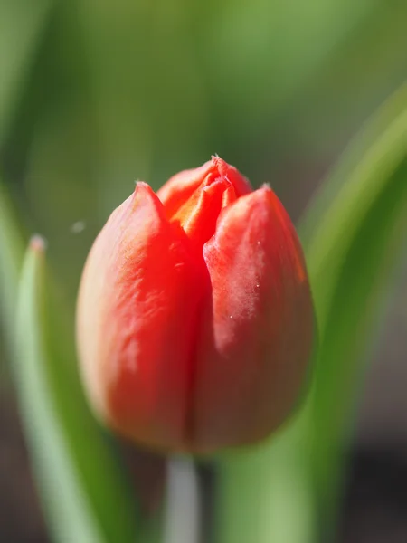 Rode tulp op de flowerbed — Stockfoto
