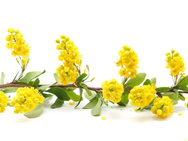 Barberry flowers on a white background — Stock Photo, Image