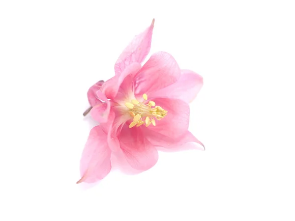 Flowers Aquilegia catchment on a white background — Stock Photo, Image