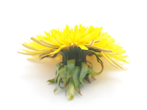 Diente de león amarillo sobre un fondo blanco — Foto de Stock