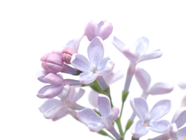 在白色背景上的丁香花 — 图库照片