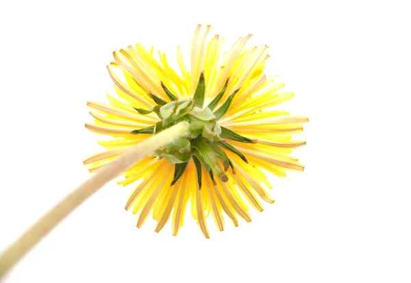 Gele paardebloem op een witte achtergrond — Stockfoto