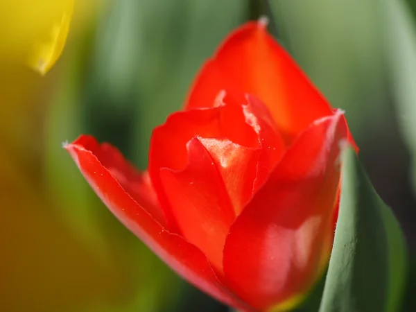 花壇に赤チューリップ — ストック写真