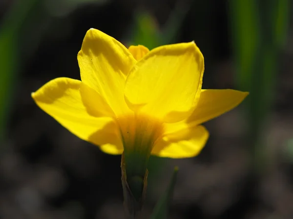 Daffodils flowers in the flowerbed — Stock Photo, Image