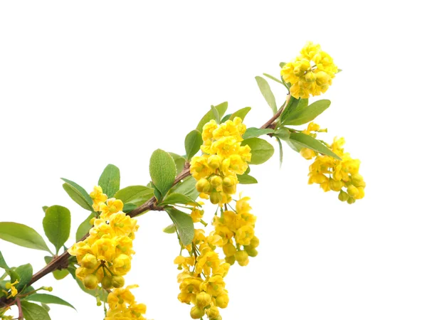 Berberisfamilie bloemen op een witte achtergrond — Stockfoto