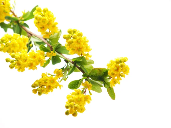 Berberisfamilie bloemen op een witte achtergrond — Stockfoto