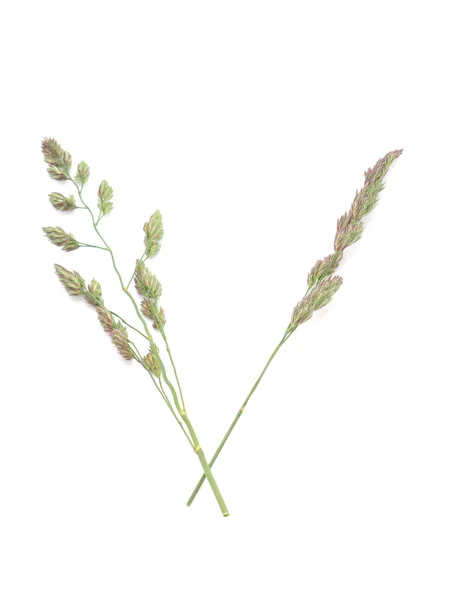 Cereais sobre fundo branco — Fotografia de Stock