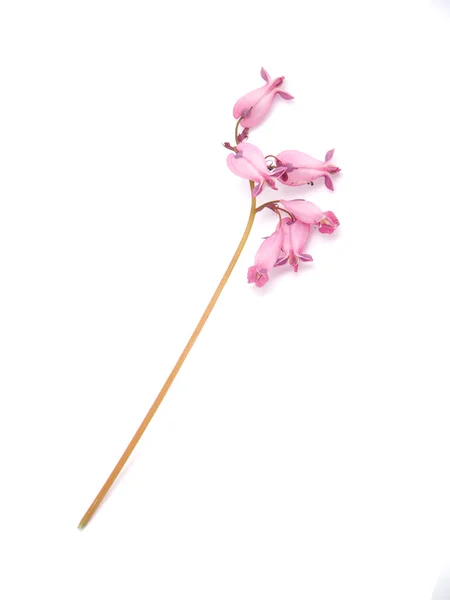 Flor de dicentra sobre fondo blanco —  Fotos de Stock